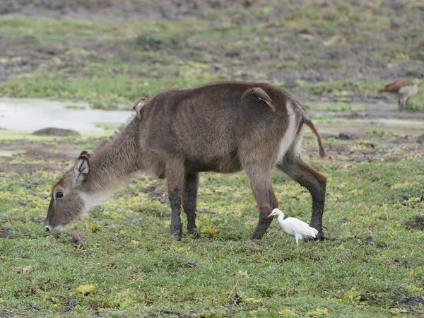 <h3><a href="/trips/tanzania/biota/animalia/chordata/aves/015 pelecaniformes/002 ardeidae/bubulcus ibis/bubulcus ibis-nl.html">Bubulcus&nbsp;ibis</a> / Western&nbsp;cattle&nbsp;egret / Koereiger</h3>OM-1 Mark II met OLYMPUS M.150-400mm F4.5 TC, 1/2000 sec  bij F5.6, ISO 2000, afstand 41.9&nbsp;m